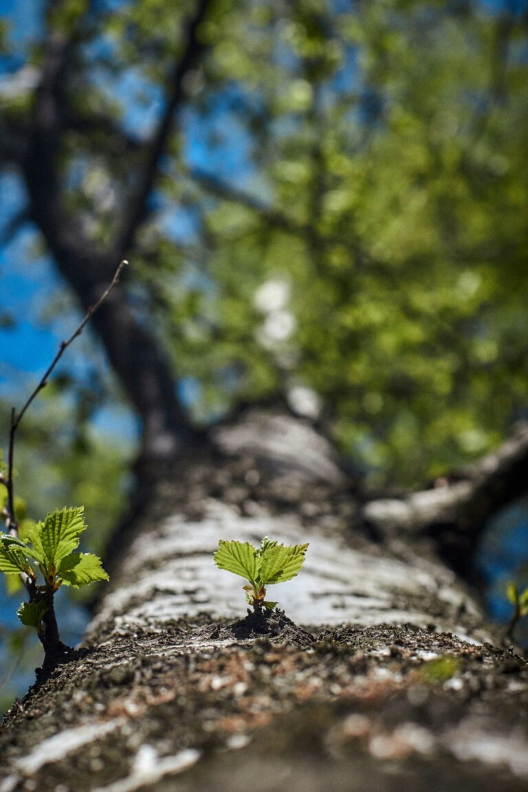 Menschliche Reife kommt von innen und drängt sich dann nach außen.